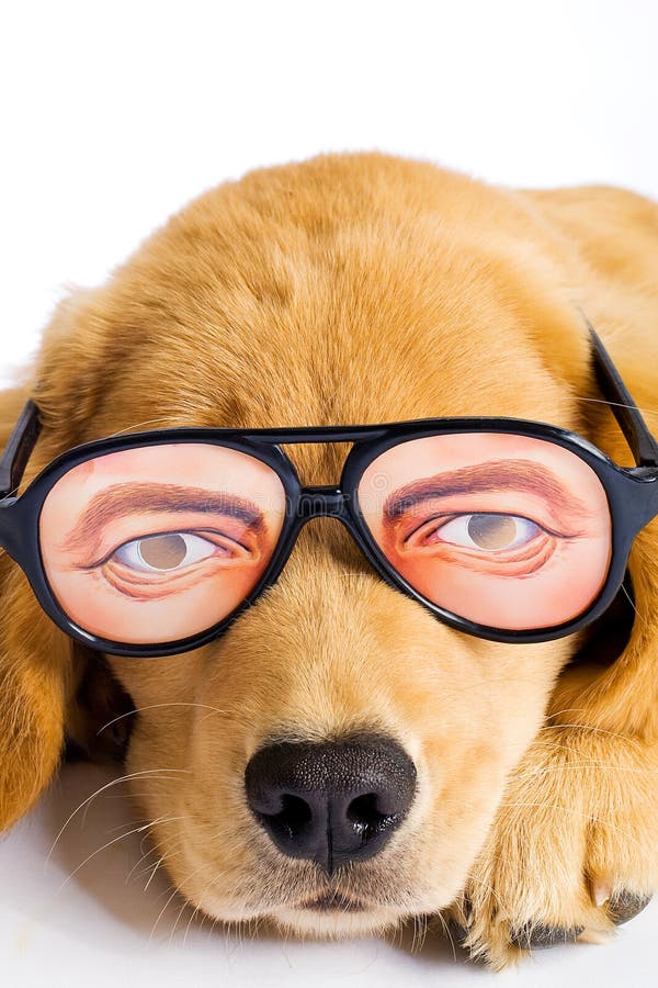 Sunglasses Dog Glasses Fun stock image. Image of silly 25871403