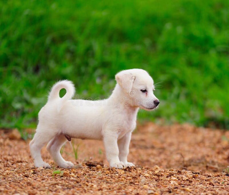 Puppy dog in green meadow grass