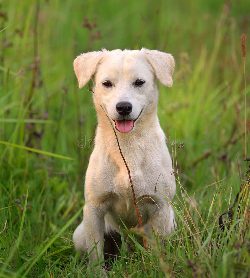 Puppy dog in meadow grass