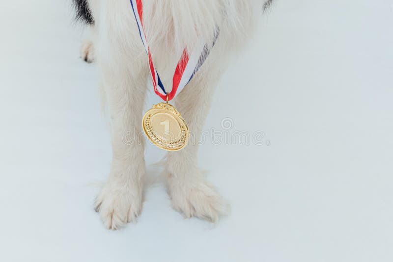 For en dagstur Sovereign fisk og skaldyr Puppy Dog Pwas Border Collie with Winner or Champion Gold Trophy Medal on  White Background. Winner Champion Dog Stock Photo - Image of champ, golden:  226755150
