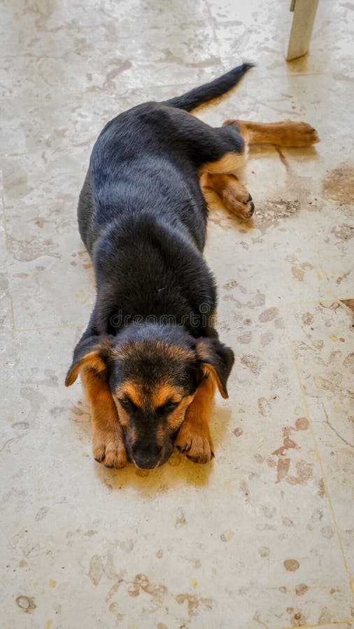 Puppy dog resting after playing royalty free stock photos Puppy dog resting after playing royalty free stock photos