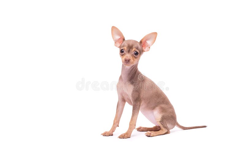 Puppy dog Russian Toy Terrier isolated on white