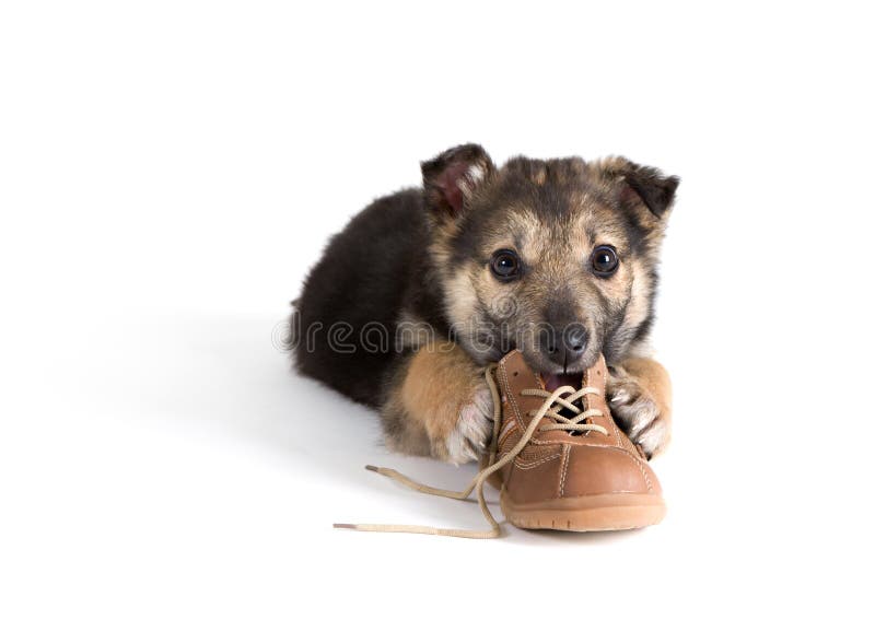 Puppy dog with shoes stock photo. Image of cute, jolly 7980188