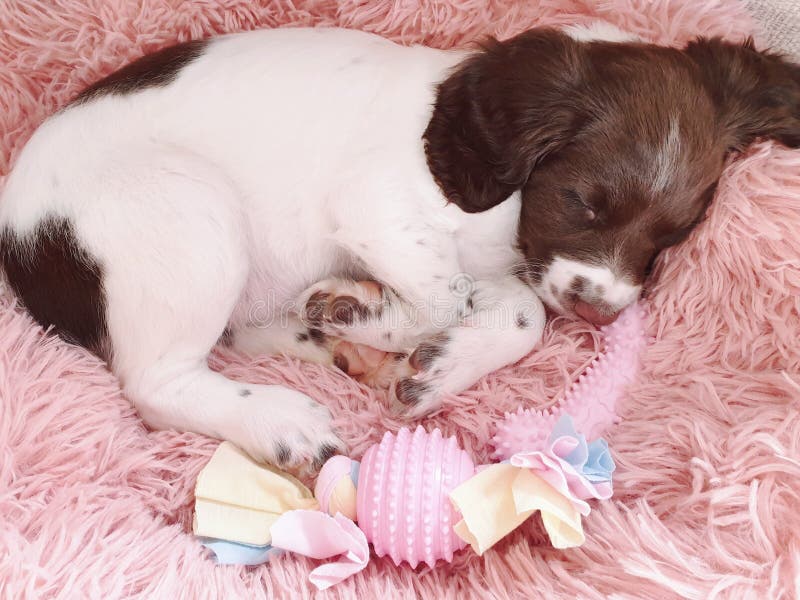 Puppy dog slaapt in een roze donkerbed met kauwspeelgoed