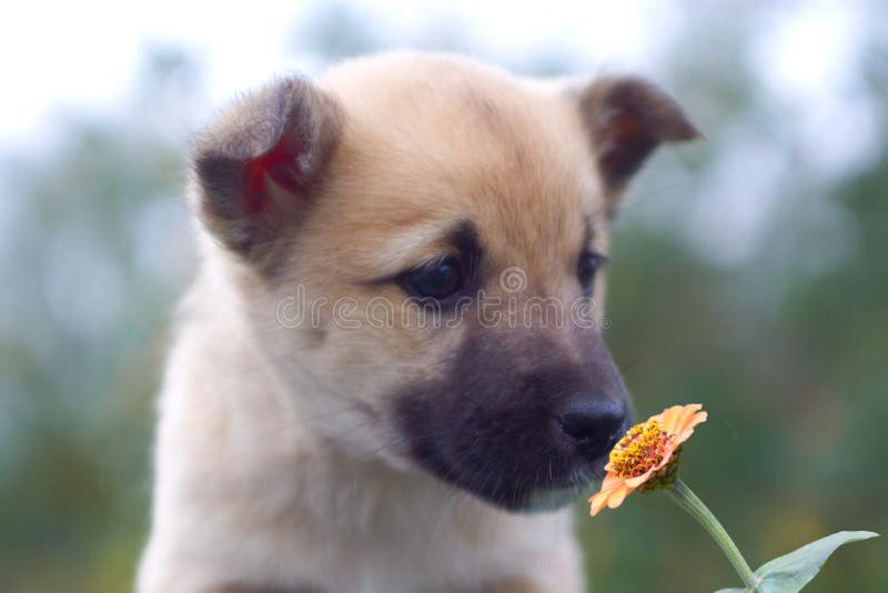 Puppy Dog Smelling Flower 1 Stock Image Image of immature, animals