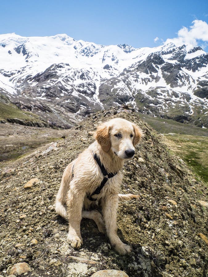 Puppy Dog Walks in Mountain Trail with Snowy Mountains Behind Stock ...