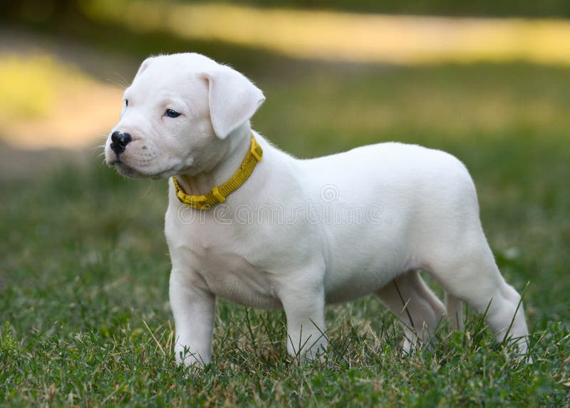 679 Dogo Argentino Stock Photos - Free & Royalty-Free Stock Photos