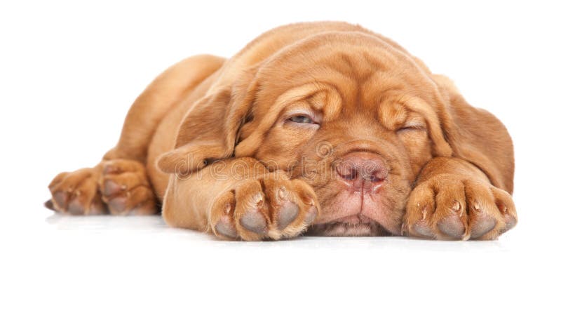 Puppy of Dogue de Bordeaux (French mastiff)