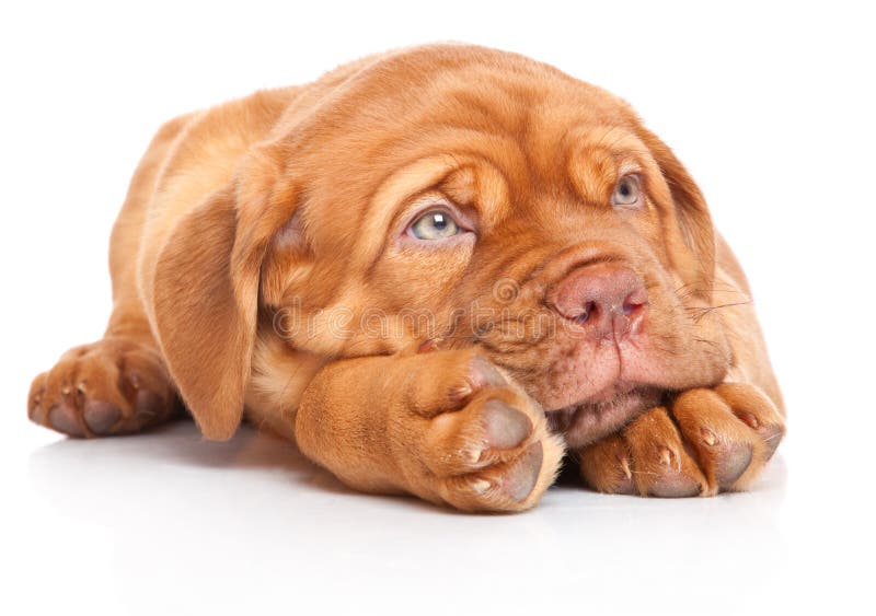 Puppy of Dogue de Bordeaux (French mastiff)