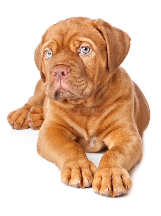 Puppy of Dogue de Bordeaux (French mastiff)