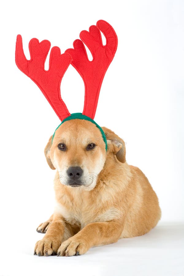 Dog dressed as rudolph stock photo. Image of christmas 7030166