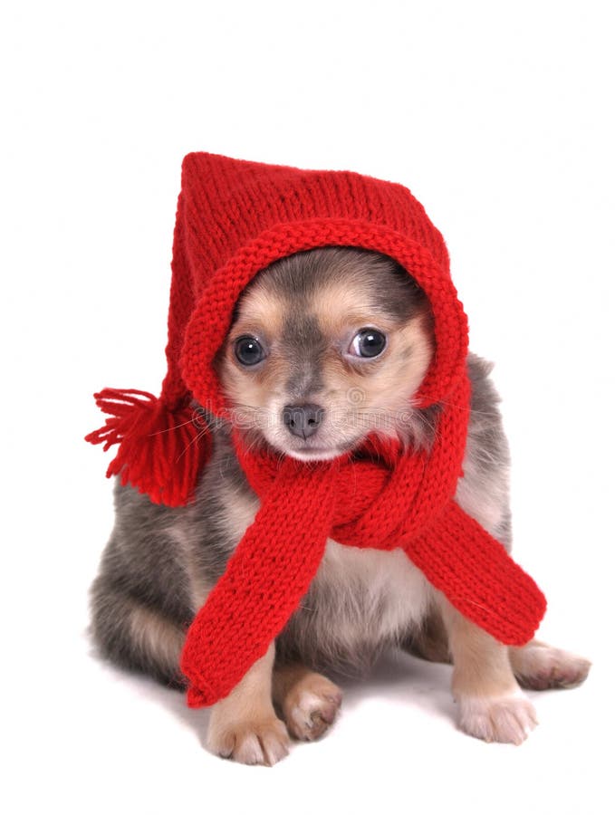 Puppy Dressed for Christmas Stock Photo Image of warm, small 17521558