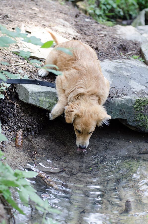 Puppy drinking water from lagoon in the forest. Puppy drinking fresh water from lagoon in the forest stock image Puppy drinking water from lagoon in the forest. Puppy drinking fresh water from lagoon in the forest stock image