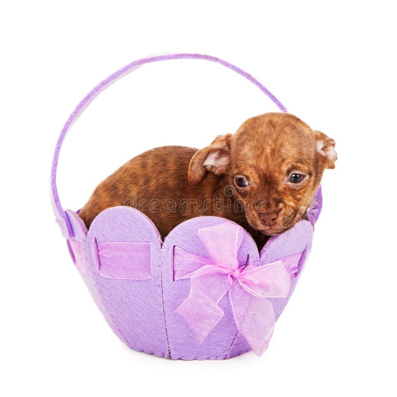 Basket of Mixed Breed Puppies Stock Image Image of family, cute 32442855