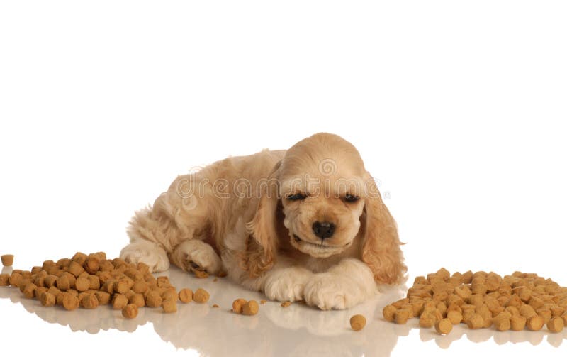 Puppy eating dog food stock image. Image of food, isolated 7394745