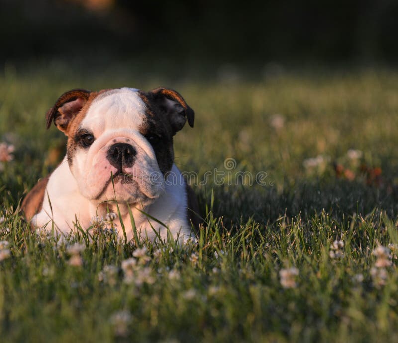 what can english bulldogs eat