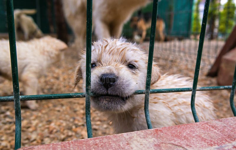 Puppy in een kooi