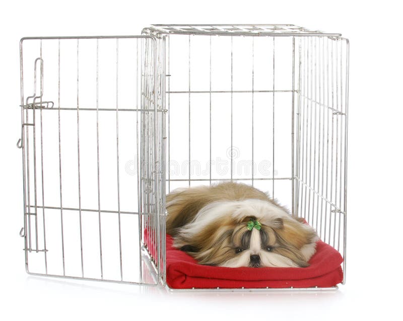 Shih tzu puppy laying in open dog crate with reflection on white background. Shih tzu puppy laying in open dog crate with reflection on white background