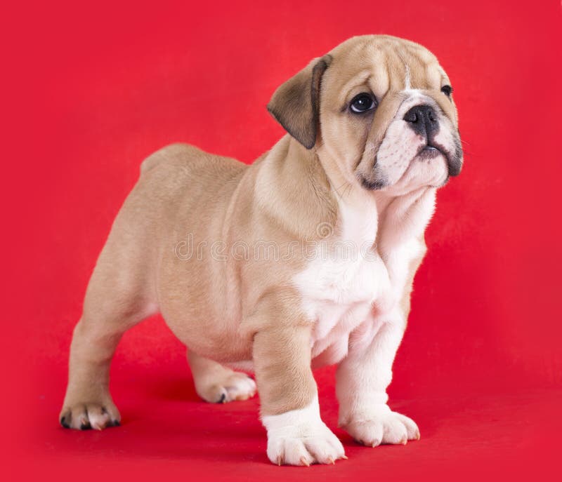 209 English Bulldog Vacation Photos Free Royalty Free Stock Photos From Dreamstime