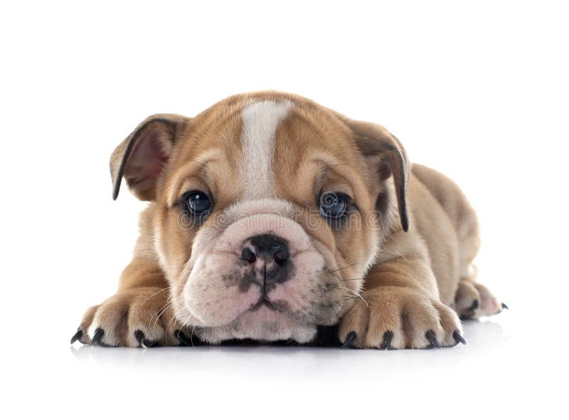 Puppy english bulldog royalty free stock photography
