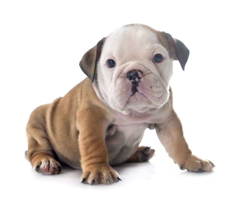 Puppy english bulldog stock photo