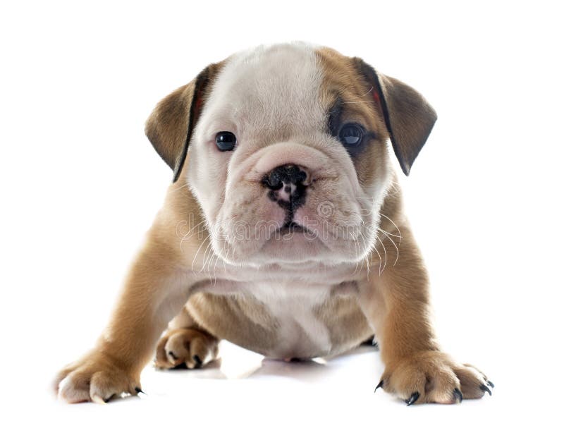 Puppy english bulldog royalty free stock photos