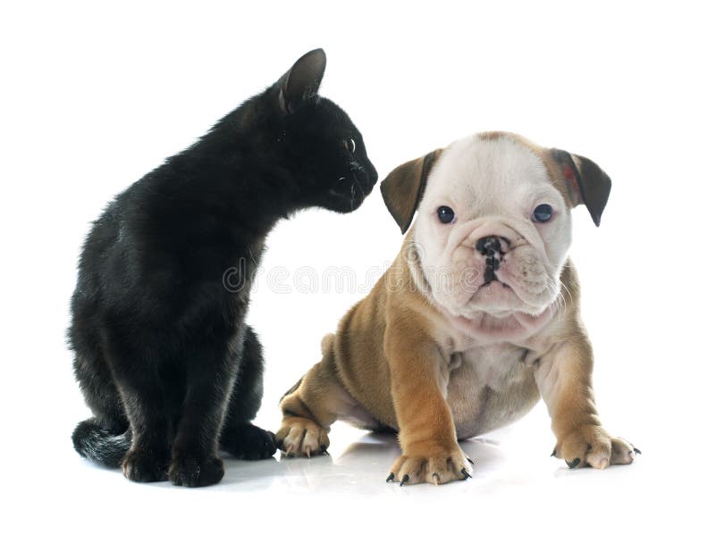 Puppy english bulldog and kitten royalty free stock photo
