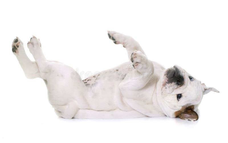 Puppy english bulldog rolling royalty free stock images
