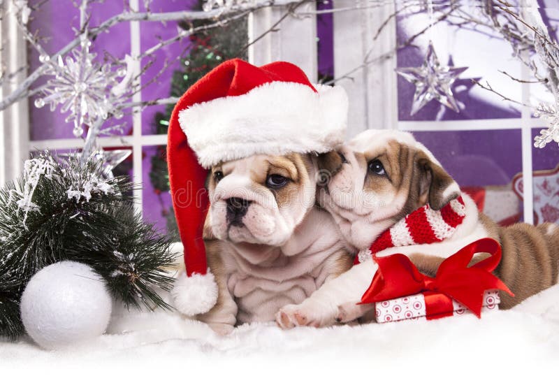 Puppy english bulldog wearing santa hat stock photography Puppy english bulldog wearing santa hat stock photography