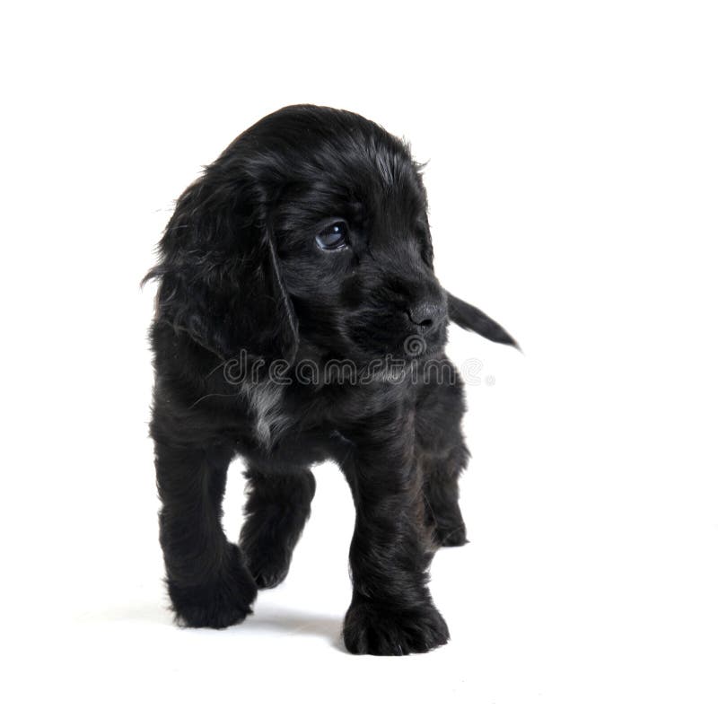 Puppy english cocker royalty free stock photography