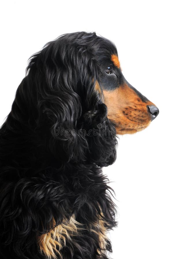 Puppy english cocker royalty free stock photography