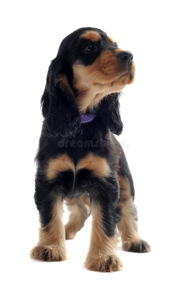 Puppy english cocker royalty free stock photos
