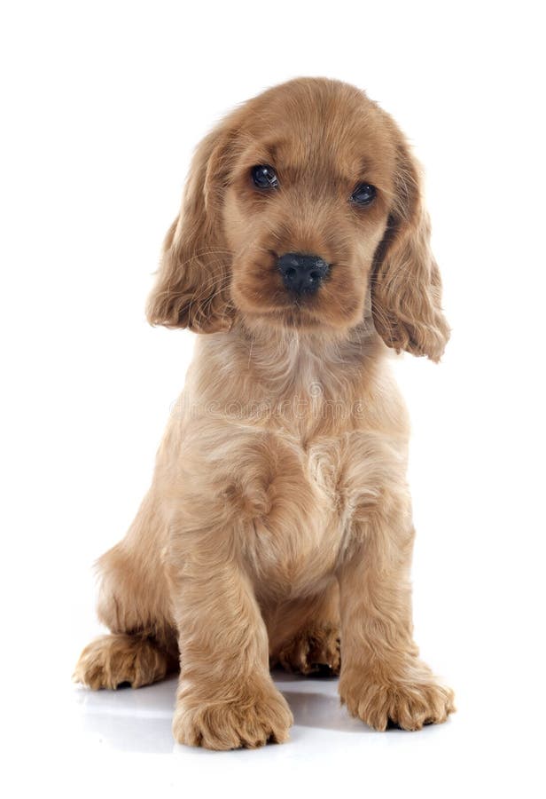 Puppy english cocker stock photo