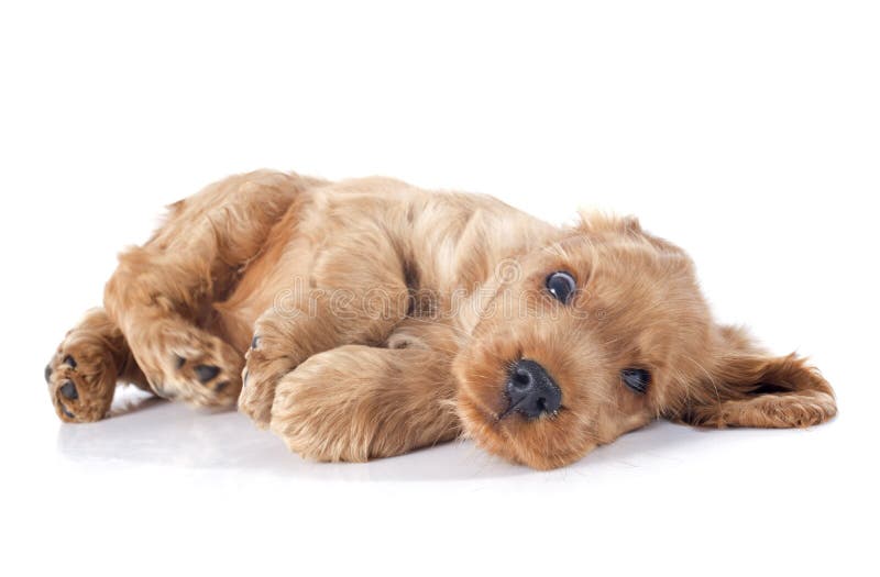 Puppy english cocker royalty free stock images