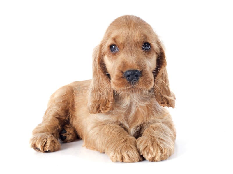 Puppy english cocker royalty free stock images