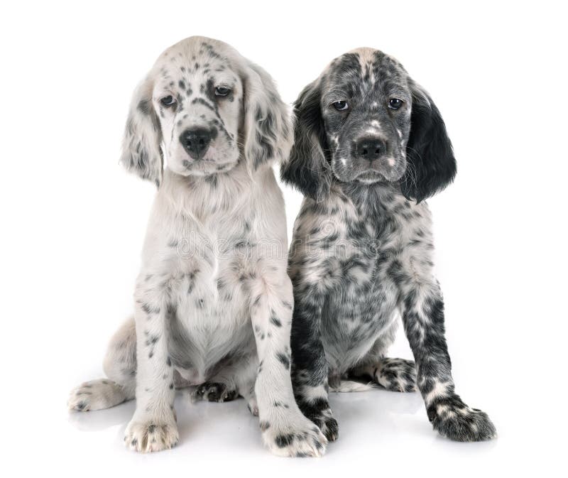 Puppy english setter royalty free stock photo