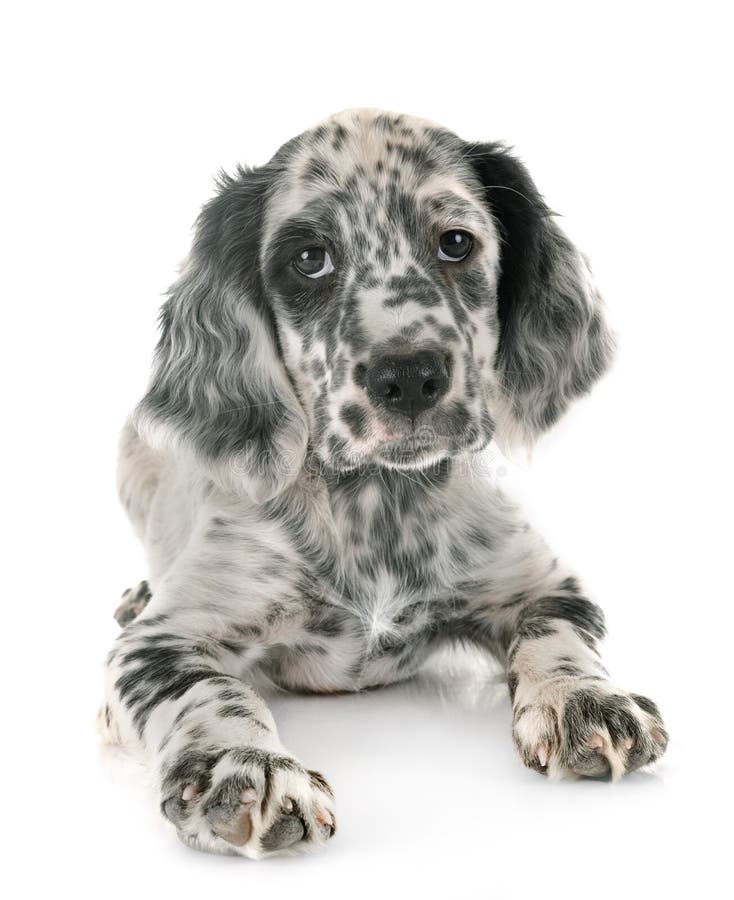 Puppy english setter stock photo