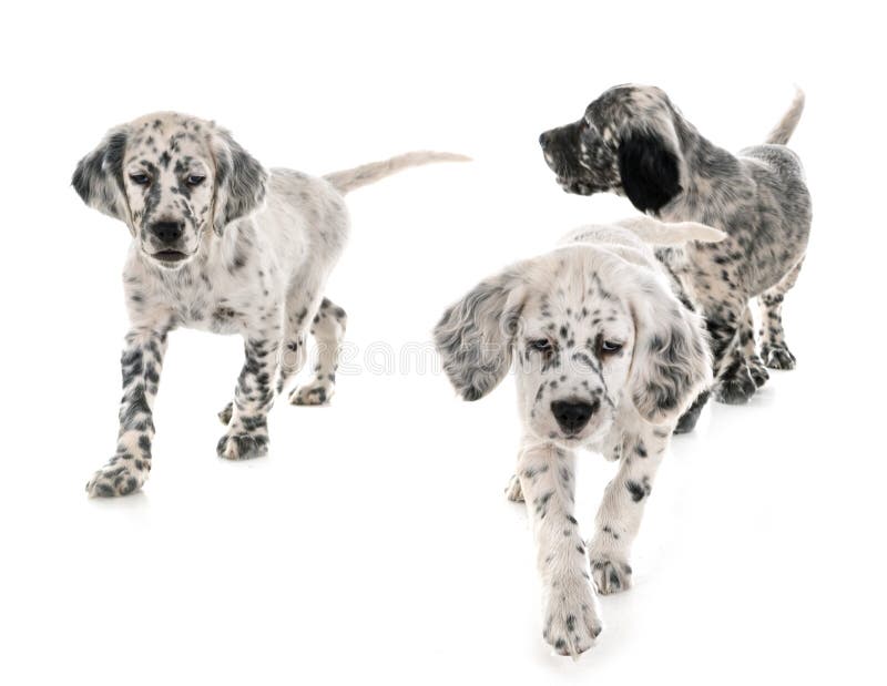 Puppy english setter royalty free stock image