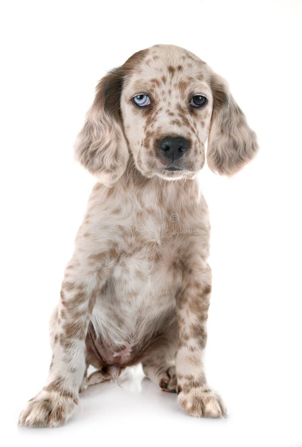 Puppy english setter stock photo