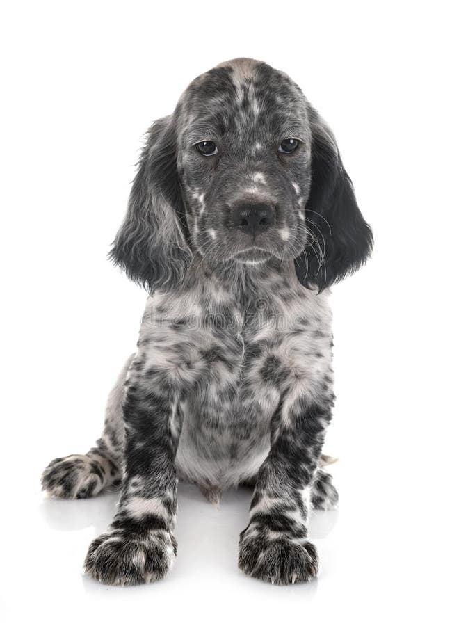 Puppy english setter royalty free stock photos