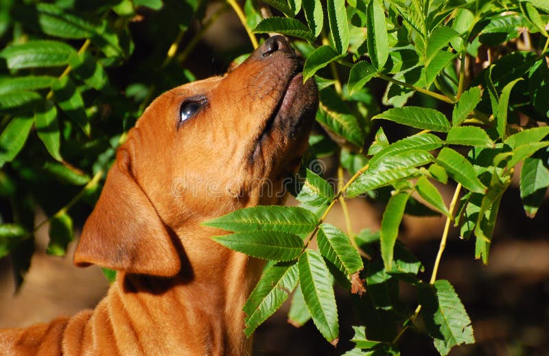 Cabeza retrato lindo pequeno de pura raza perro de caza el perro muro olfateando sobre el hojas verdes de afuera en la primavera.