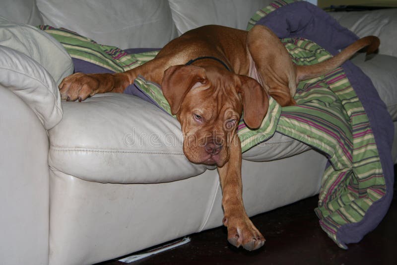 Dog Falling Off Stock Photos Free & RoyaltyFree Stock Photos from