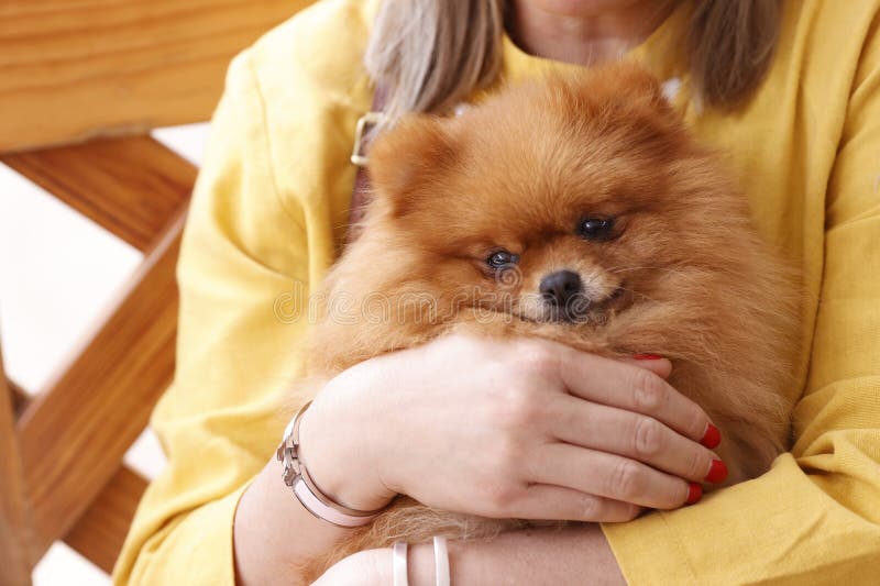 Pomeranian World Bracelet Pomeranian World Bracelet