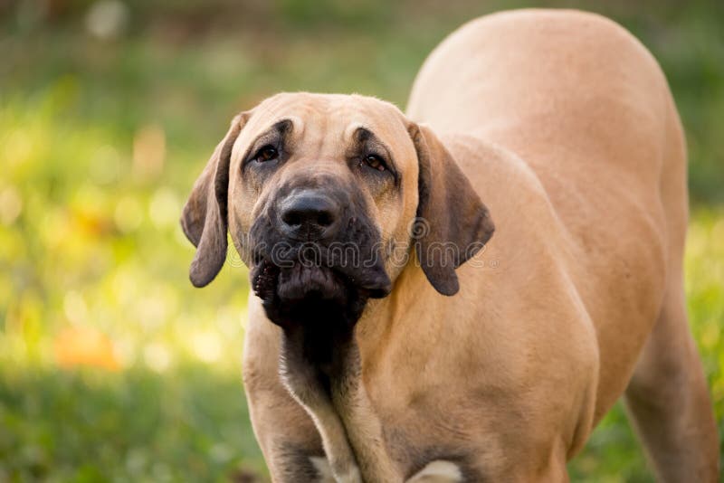 Puppy of Fila Brasileiro (Brazilian Mastiff) royalty free stock photos Puppy of Fila Brasileiro (Brazilian Mastiff) royalty free stock photos