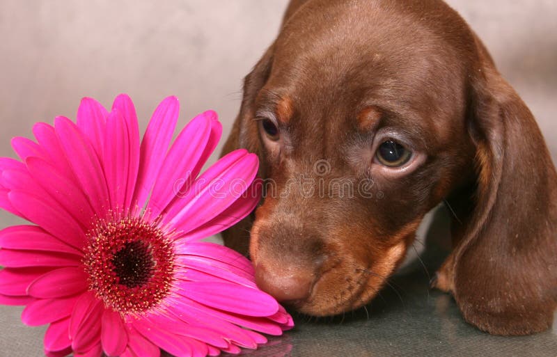 Puppy with flower