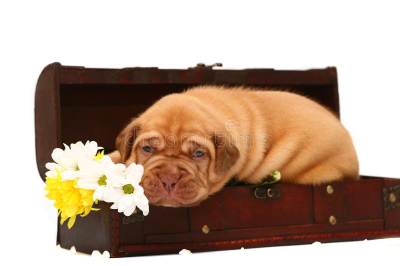 Puppy with a flowers is in a trunk.