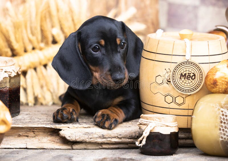 Puppy and food; honey; muffins; bread