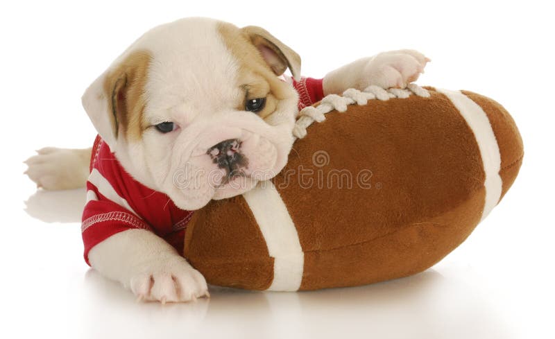 Football Dog Jersey Stock Photos - Free & Royalty-Free Stock Photos from  Dreamstime