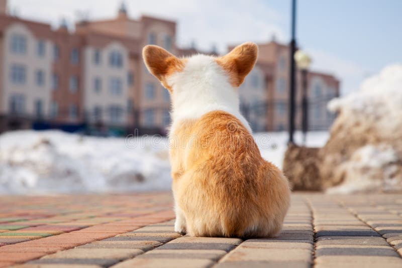 Puppy of funny red welsh corgi pembroke walk outdoor, run, having fun in white snow park, winter forest. Concept purebred dogs