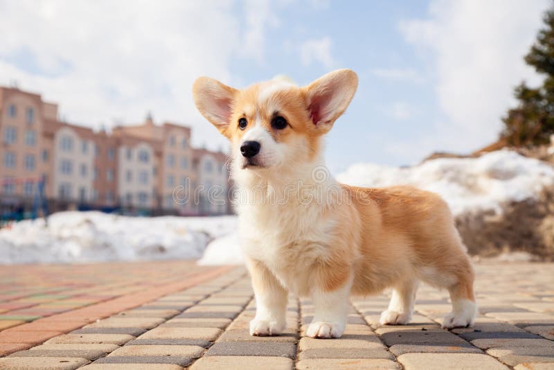 Puppy of funny red welsh corgi pembroke walk outdoor, run, having fun in white snow park, winter forest. Concept purebred dogs